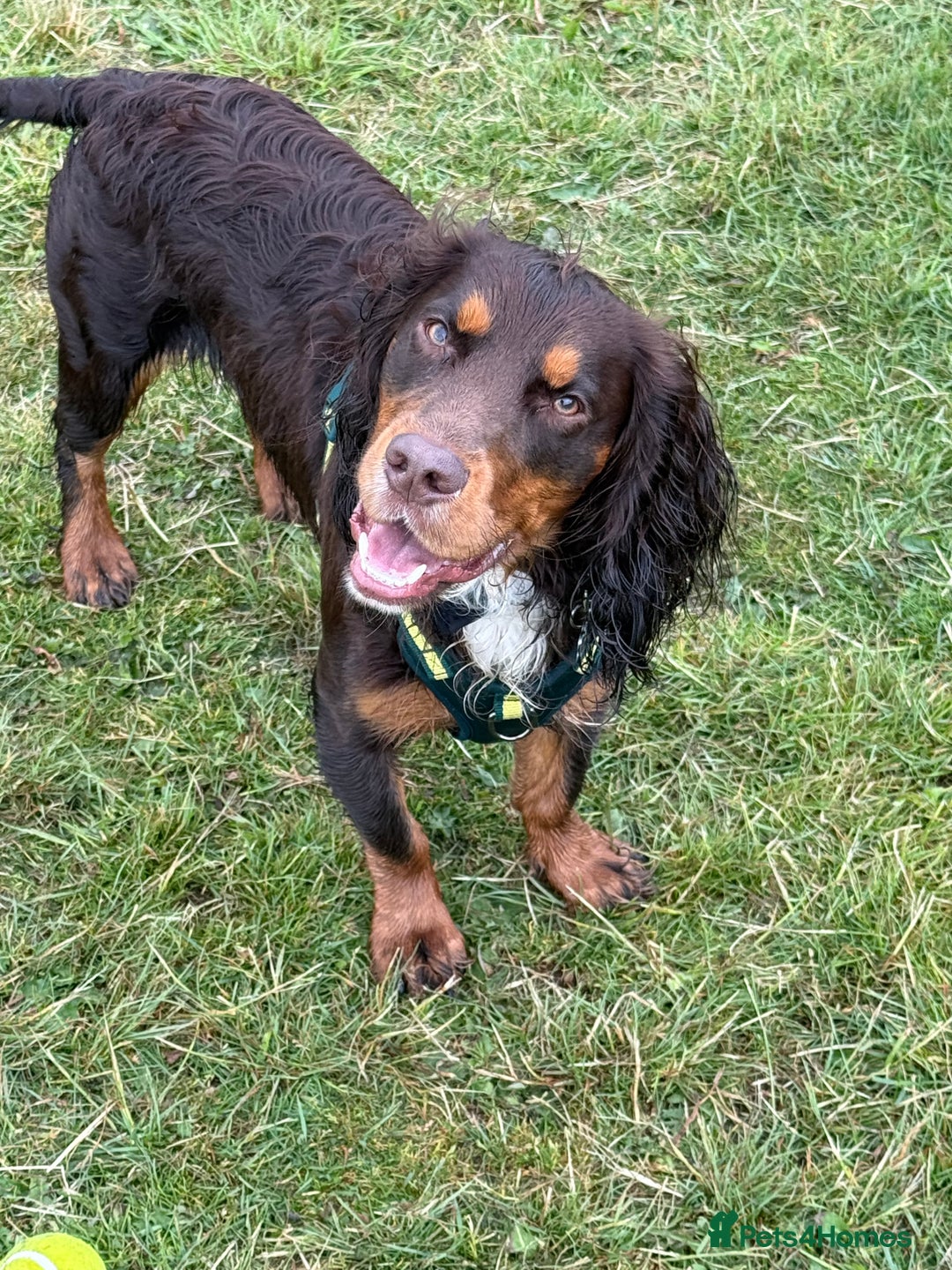 Cocker Spaniel dogs for sale: Beautiful Male Working Cocker Spaniel - Advert 17