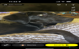 Mixed Breed dogs for sale: Labrador crossed with collie-kelpie - Image 2