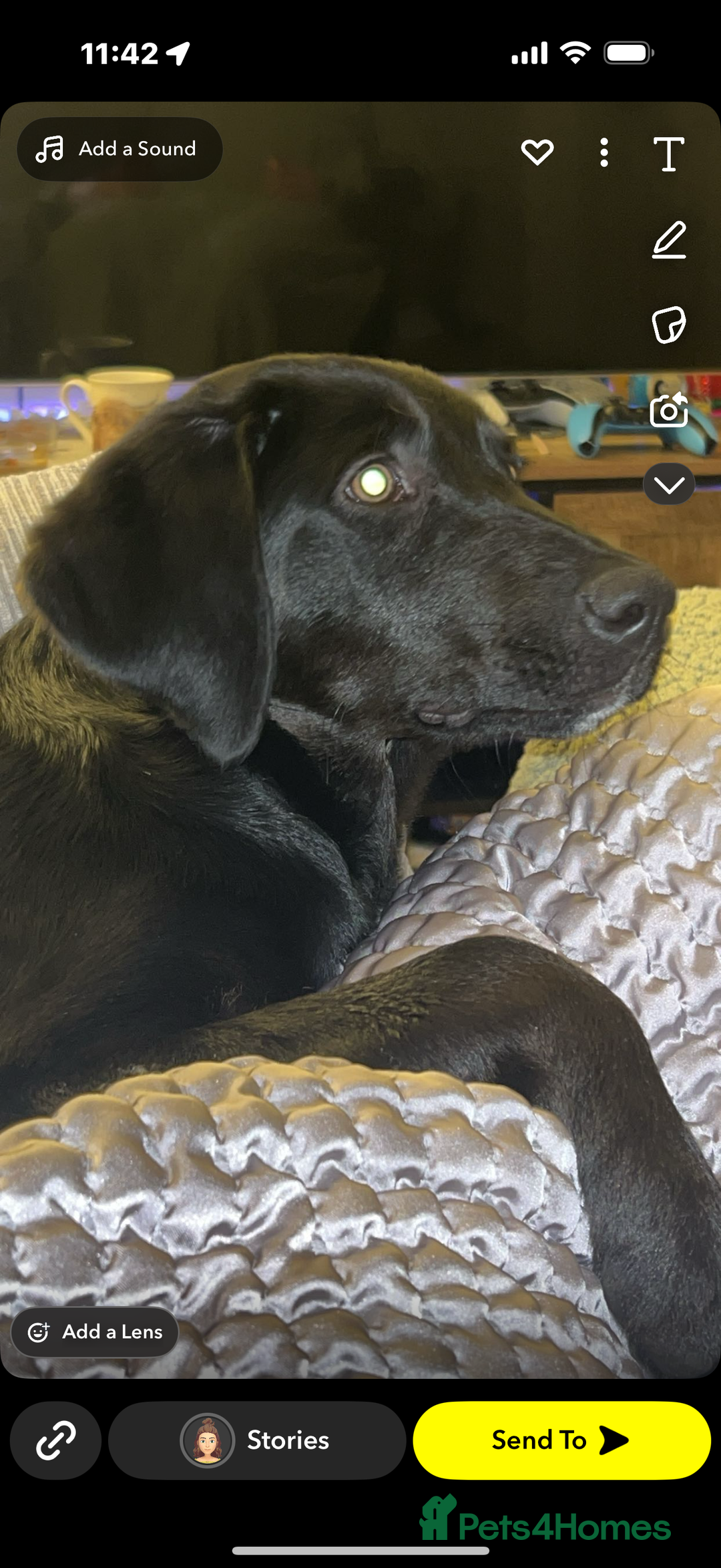 Mixed Breed dogs for sale: Labrador crossed with collie-kelpie - Image 2