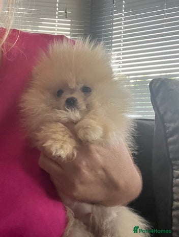 Pomeranian dogs - Advert 6