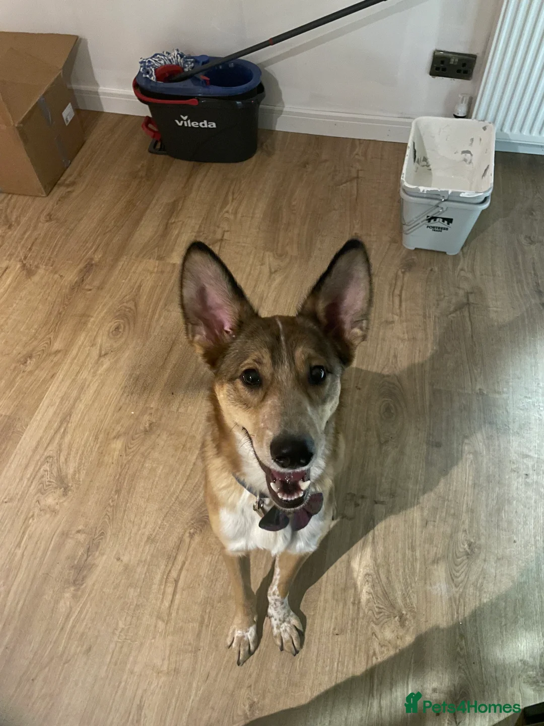 Mixed Breed dogs for sale: Beautiful mixed breed boy - Marley (rehome) - Advert 5