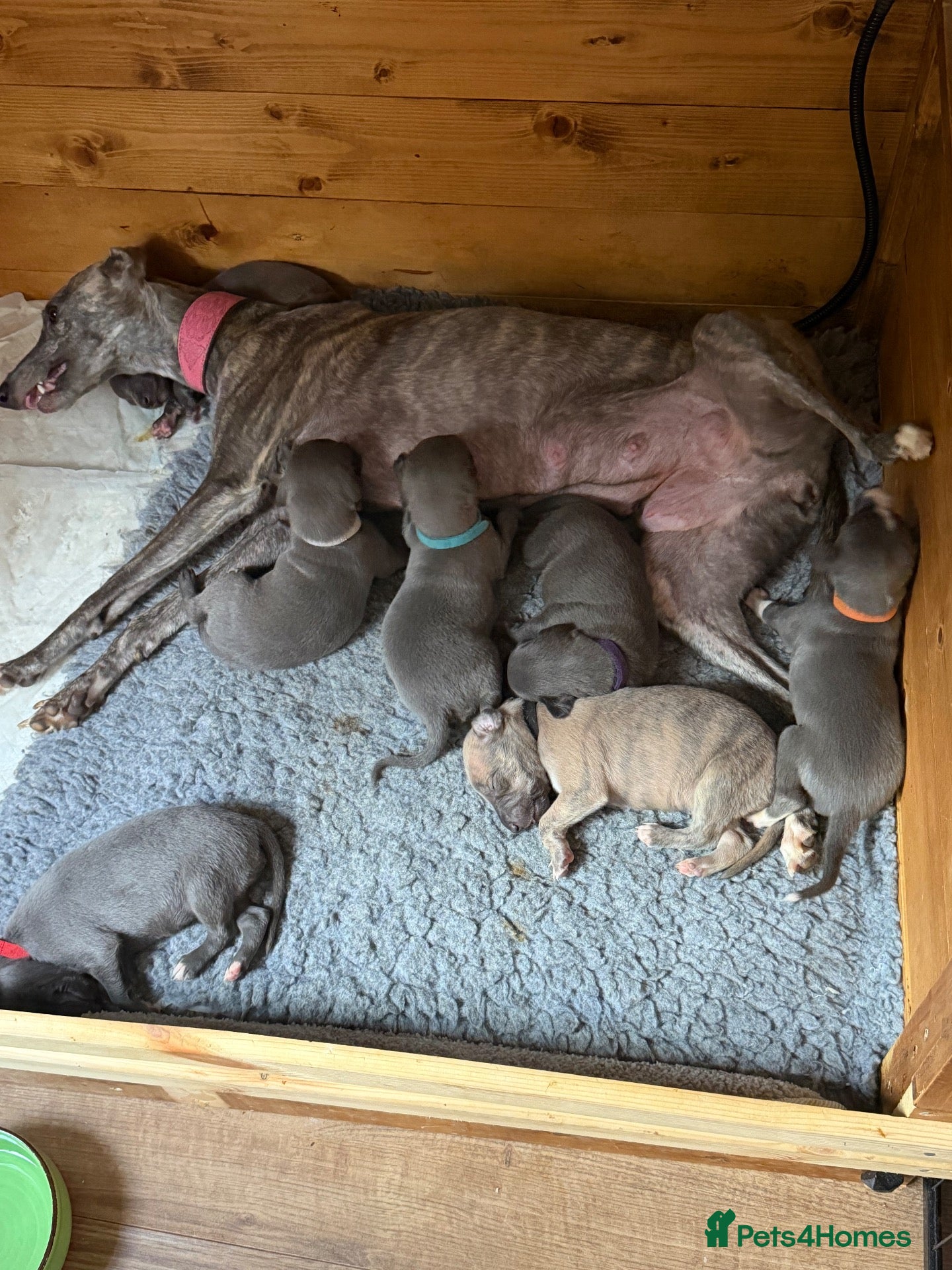 Whippet dogs STUNNING KC REG WHIPPETS  - Advert 1