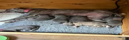 Whippet dogs for sale: STUNNING KC REG WHIPPETS  - Advert 1
