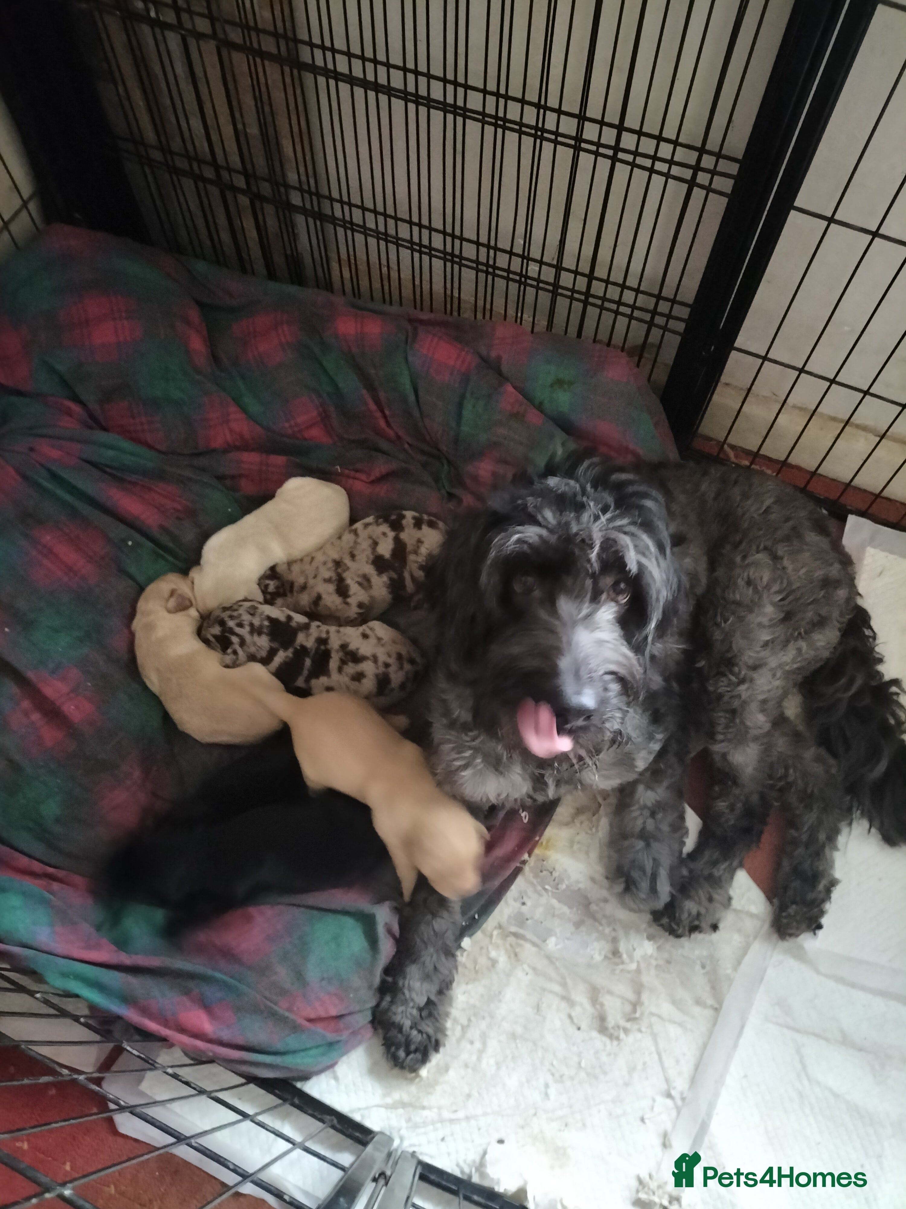 Labradoodle dogs Beautiful labradoodle puppies for sale  - Advert 4