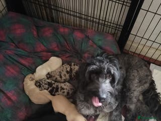 Labradoodle dogs Beautiful labradoodle puppies for sale - Advert 1