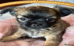 Chihuahua dogs for sale: Beautiful Chihuahua Puppies  - Image 3
