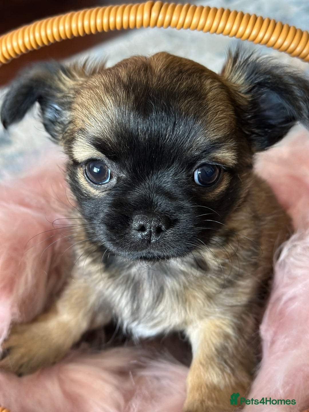 Chihuahua dogs for sale: Beautiful Chihuahua Puppies  - Image 3