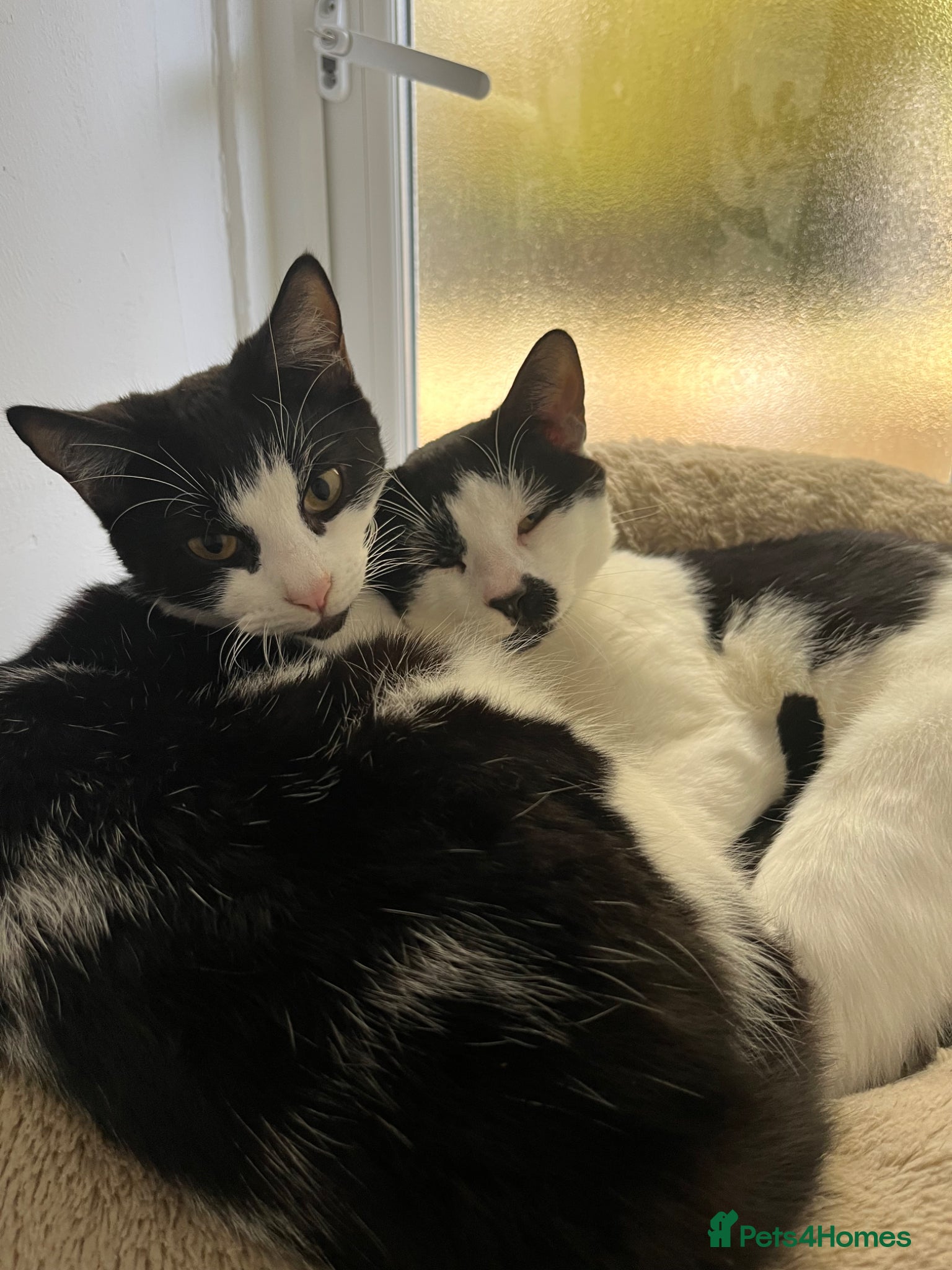 British Longhair cats for sale: Twin boys  in London - Advert 1