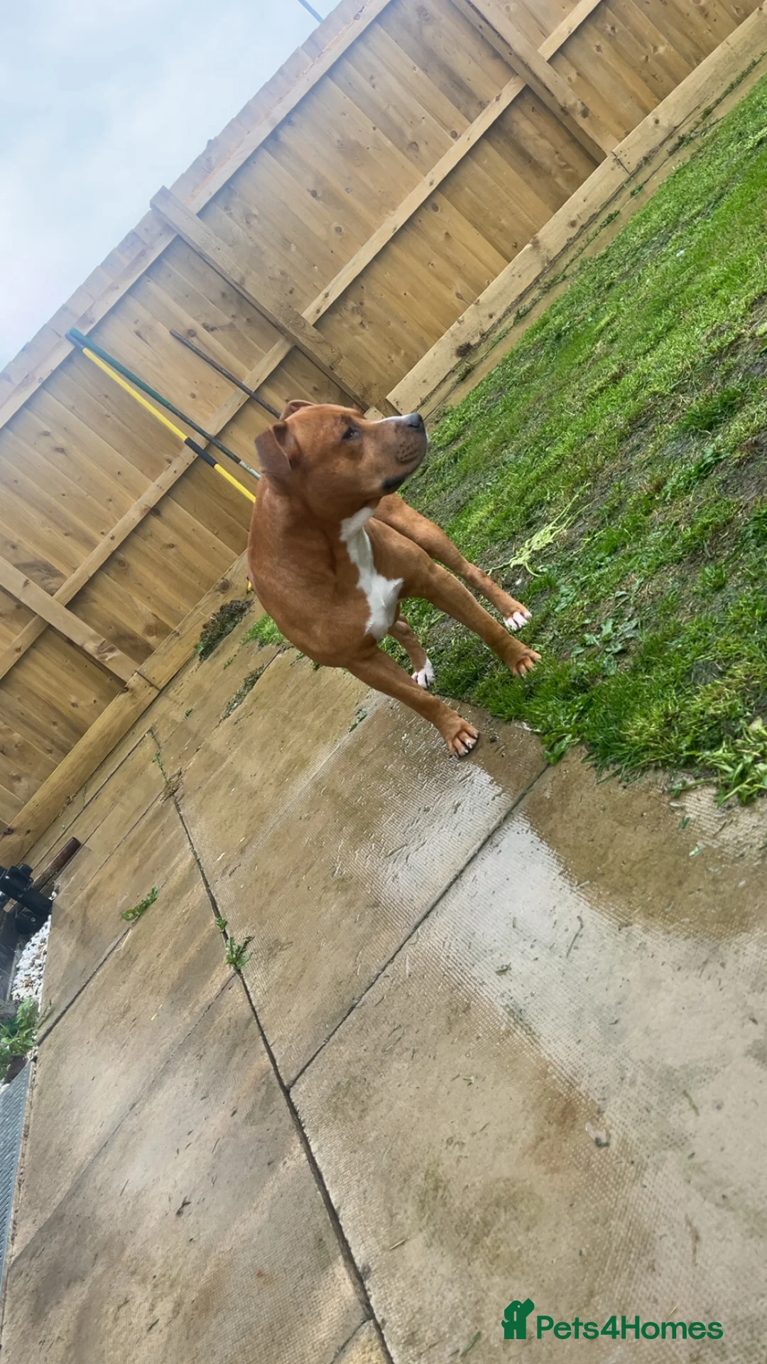 Mixed Breed dogs for sale: Bully staffy pups  - Advert 3