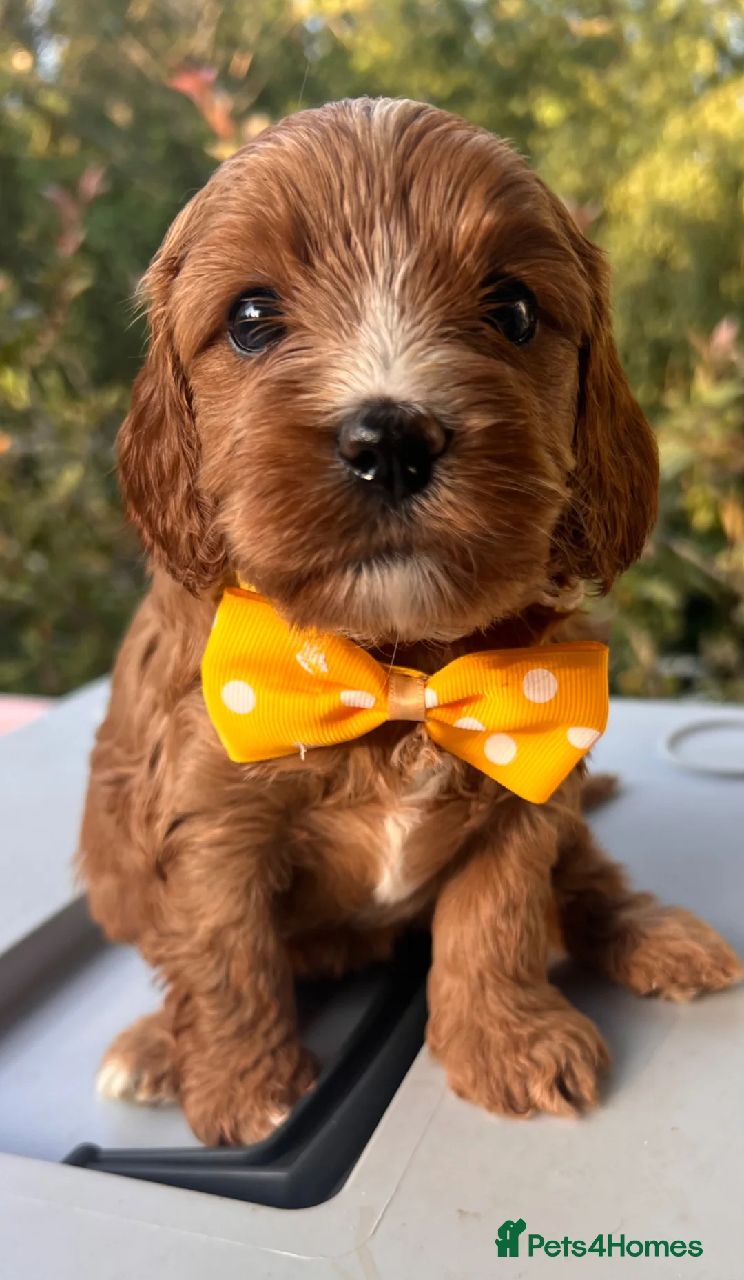 Cavapoo dogs for sale: Cavapoos From Extensively Health Tested Parents - Advert 2
