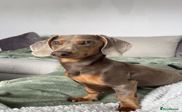 Miniature Dachshund dogs - Advert 1