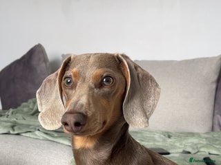 Miniature Dachshund dogs - Advert 36