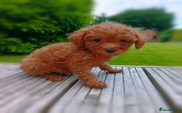 Toy Poodle dogs for sale: Toy Poodles from k.c.registered DNA tested parents - Image 5