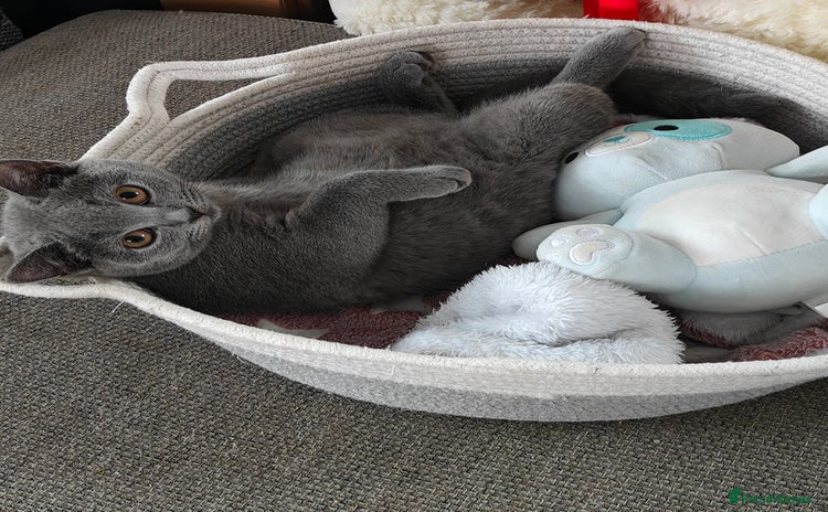British Shorthair cats - Advert 1