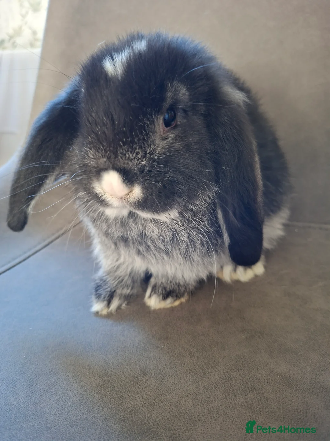 French Lop rabbits for sale: Pure bred French Lop babies - Advert 4
