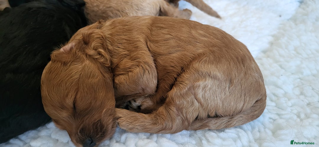 Labradoodle dogs for sale: Beautiful, Well Bred F1b Labradoodle Puppies - Image 6