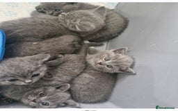 British Shorthair cats for sale: British Shorthair Kittens  - Image 4