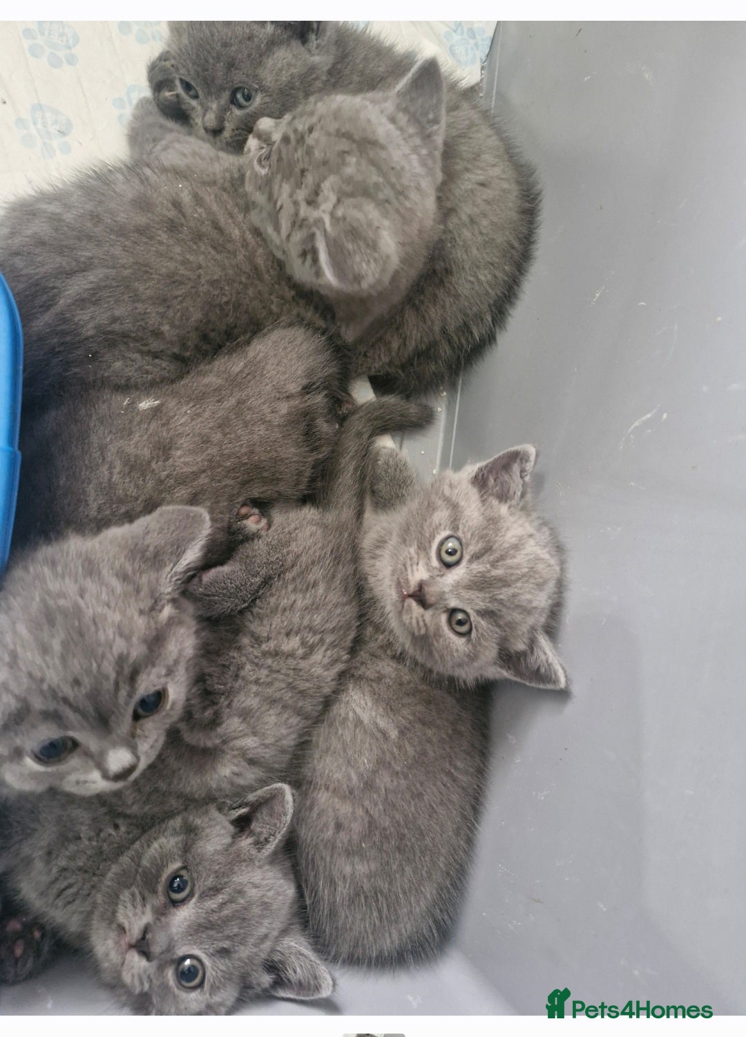 British Shorthair cats for sale: British Shorthair Kittens  - Image 4