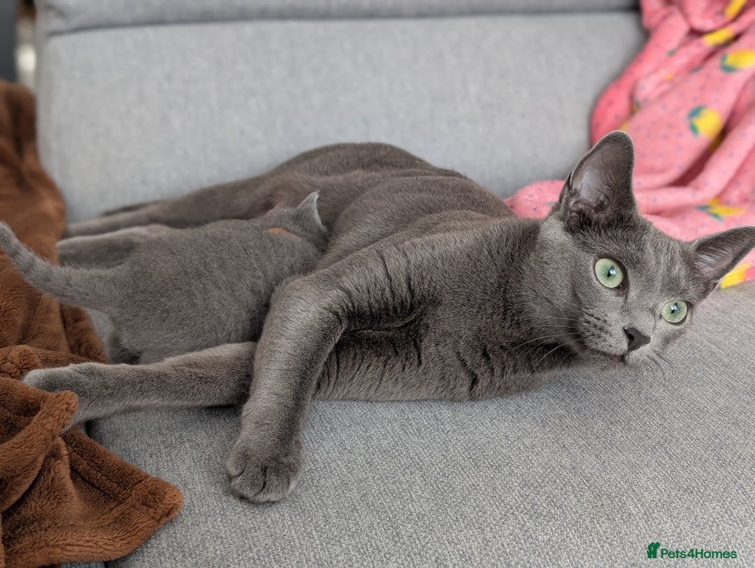 Russian Blue cats for sale: Russian blue babies looking for FOREVER homes - Image 11
