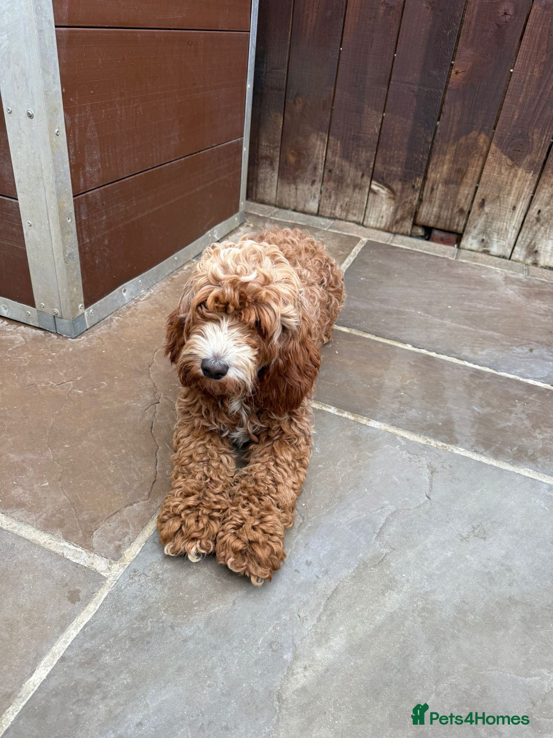 Cavapoo dogs for sale: 2 boys left looking for there forever homes - Image 16