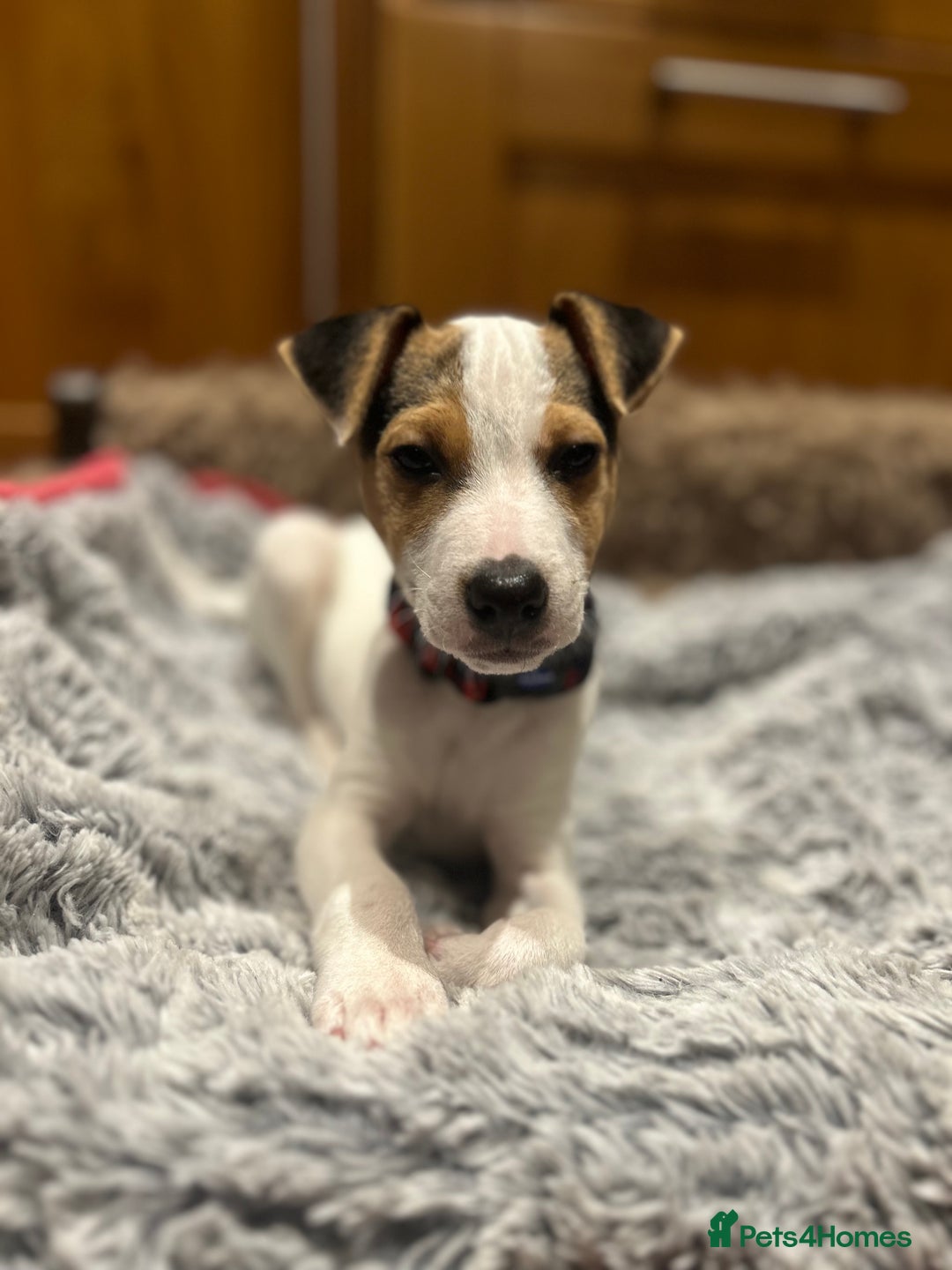 Parson Russell dogs for sale: Beautiful Jack Russell boy - Advert 1