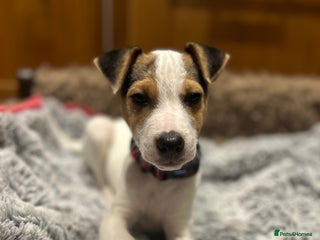 Parson Russell dogs for sale: Beautiful Jack Russell boy - Advert 1