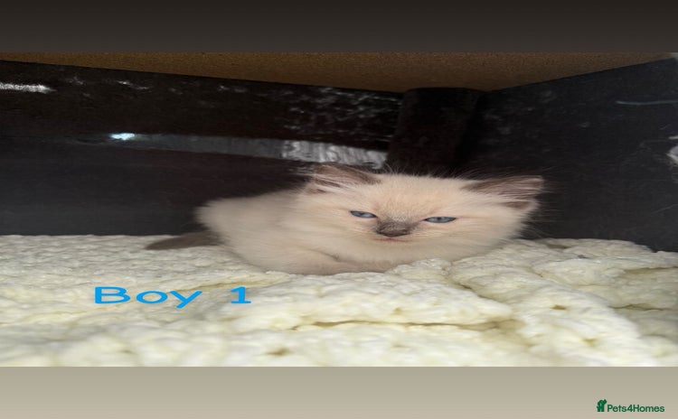 Ragdoll cats - Advert 15