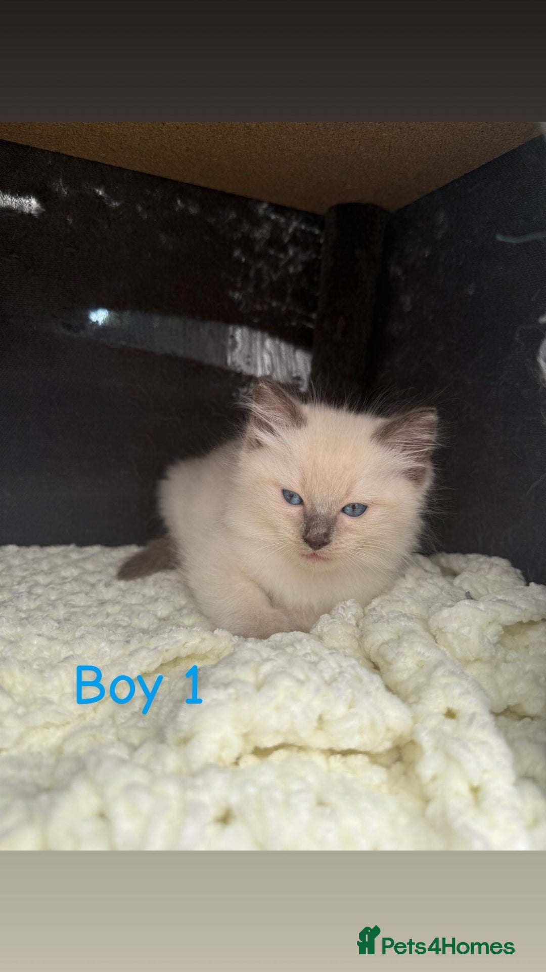 Ragdoll cats for sale: *STUNNING* litter of full ragdoll kittens  - Image 1