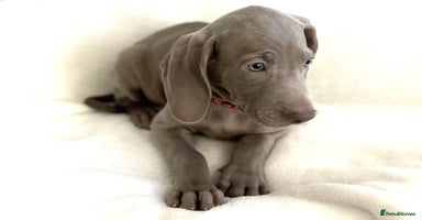 Weimaraner dogs - Advert 3
