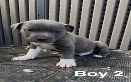 Staffordshire Bull Terrier dogs for sale: Stunning litter of Staffs - Image 5