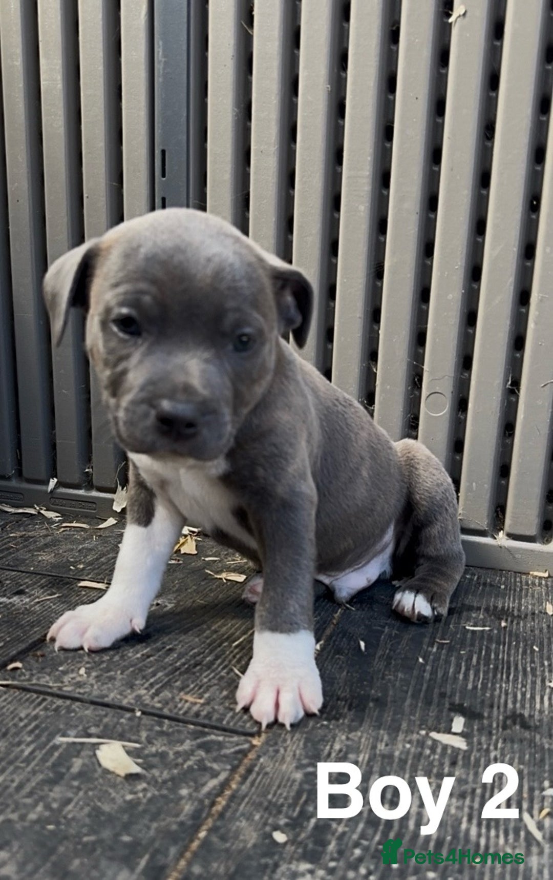 Staffordshire Bull Terrier dogs for sale: Stunning litter of Staffs - Image 5