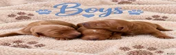 Cavapoo dogs for sale: Stunning F1 Cavapoo's 🧬 Health Tested Parents - Advert 1