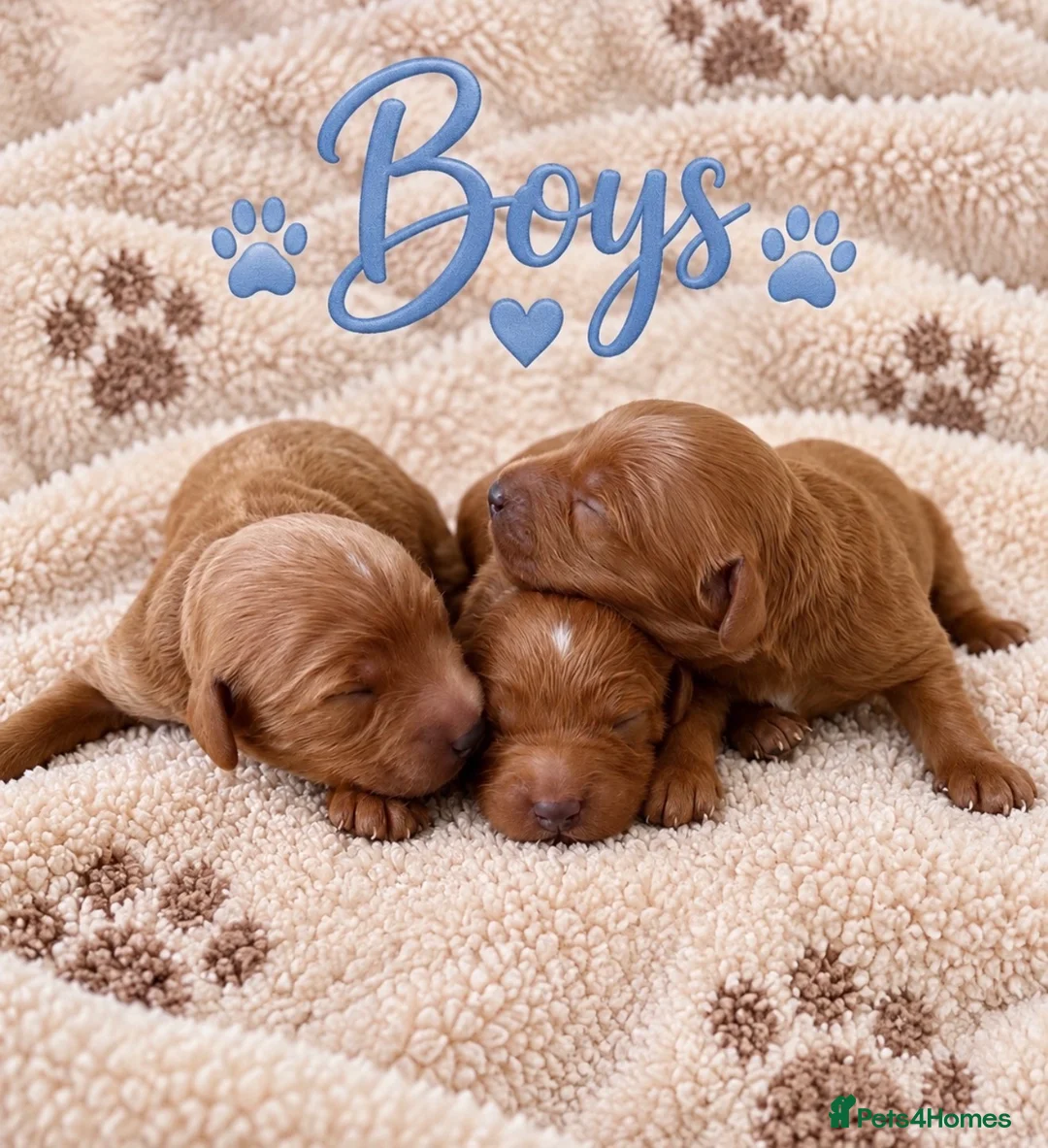 Cavapoo dogs for sale: Stunning F1 Cavapoo's 🧬 Health Tested Parents - Advert 1