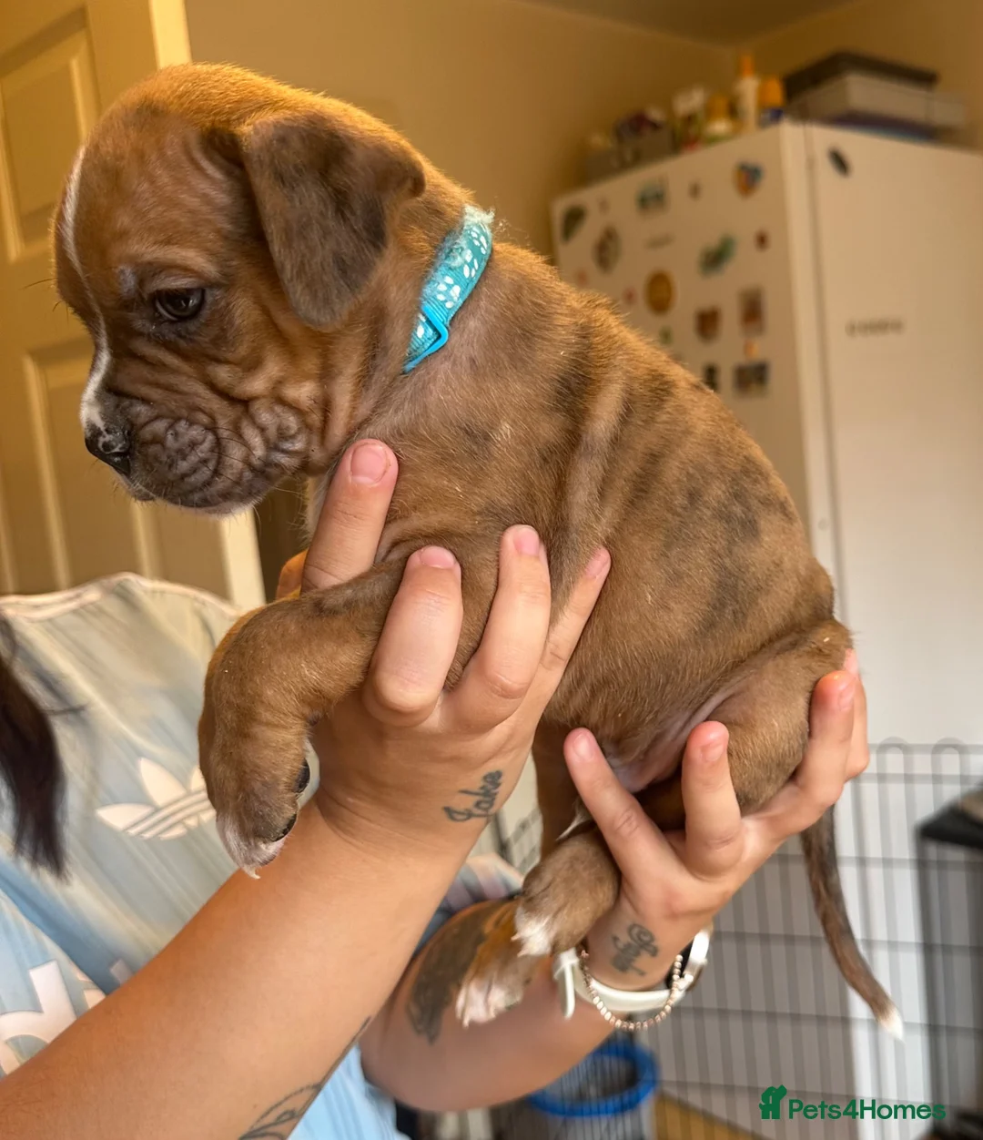 Boxer dogs for sale: Beautiful Boxer x Cane corso puppies 🐶  - Advert 2