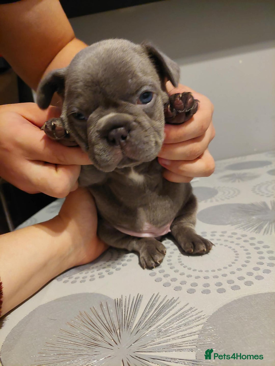 French Bulldog dogs for sale: Beautiful KC registered French Bulldog Puppies - Advert 16