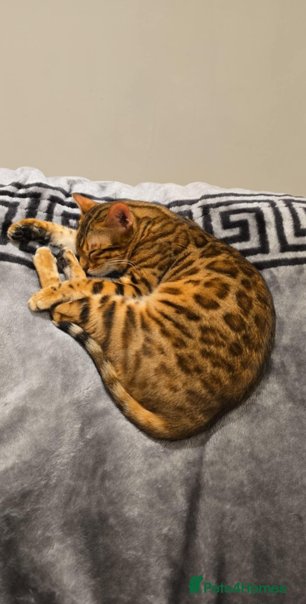 Bengal cats Male bengal for sale - Advert 1