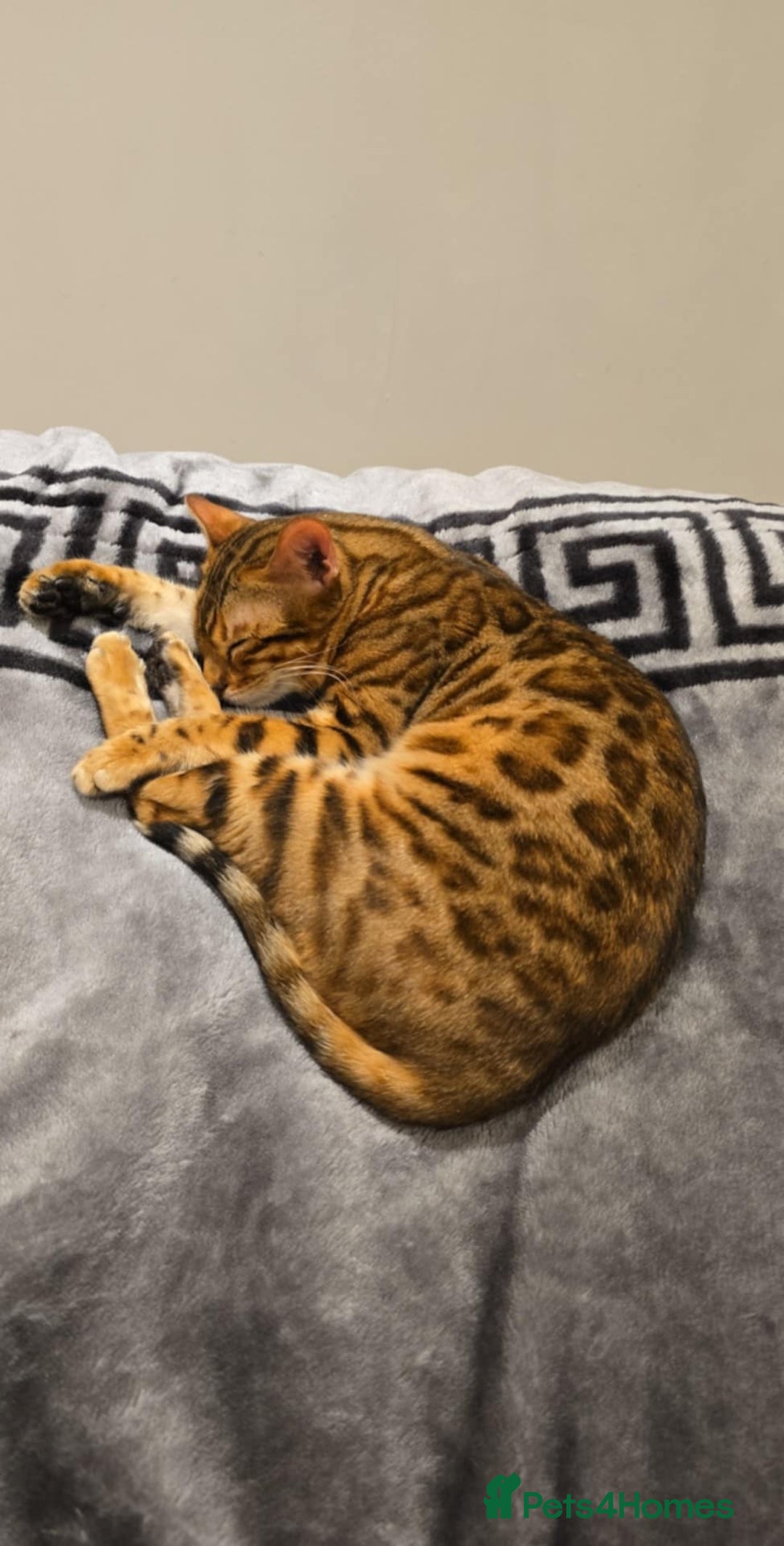 Bengal cats for sale: Male bengal for sale - Advert 1