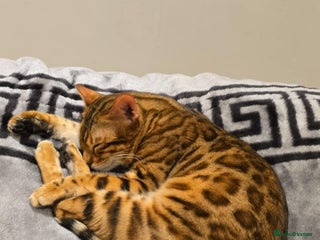 Bengal cats Male bengal for sale - Advert 1