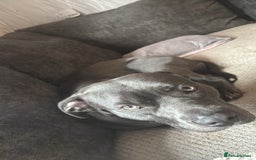 Mixed Breed dogs for sale: Cane corso mixed with pressa  - Image 4