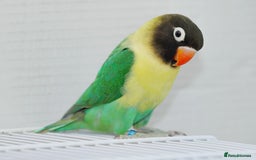 Lovebirds birds for sale: Two Male Lovebirds– Free to a Good Home + Cage - Advert 3