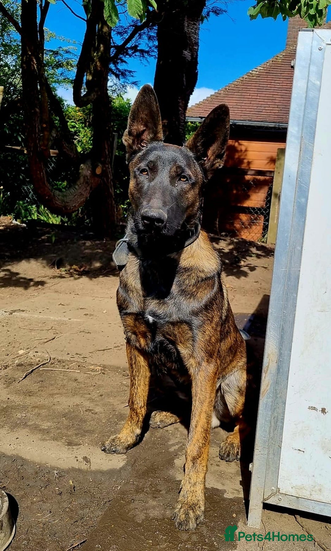 Belgian Shepherd Dog dogs for sale: Dutch herder  - Image 1