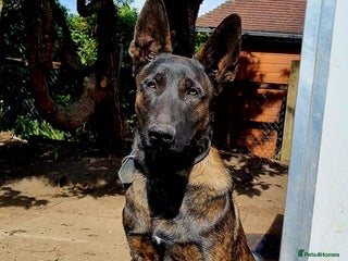 Belgian Shepherd Dog dogs - Advert 6
