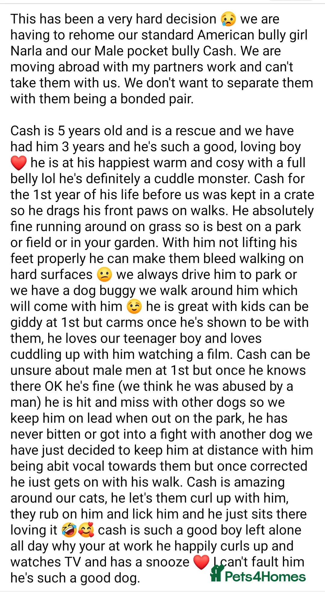 American Bully dogs for sale: Bonded pair of bullies - Advert 2