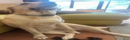 Labrador Retriever dogs for sale: Labrador Retriever - Emotional Support dog  - Advert 19