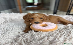 Goldendoodle dogs for sale: Stunning Health Tested F2B Mini Goldendoodles - Image 13