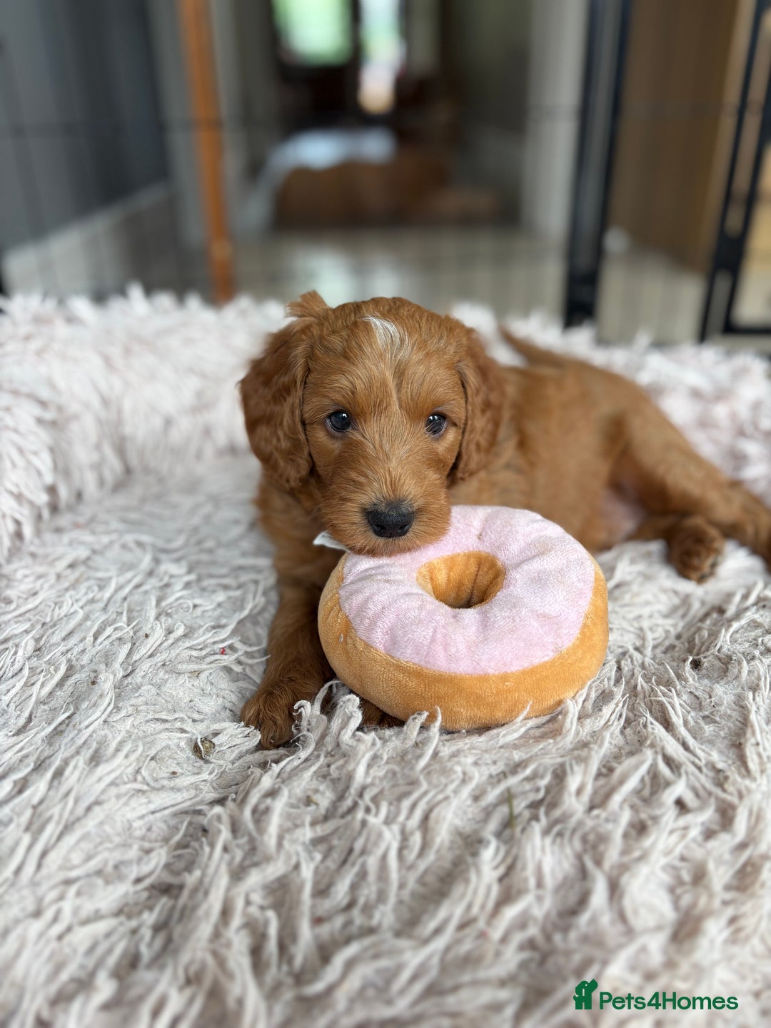 Goldendoodle dogs for sale: Stunning Health Tested F2B Mini Goldendoodles - Image 13