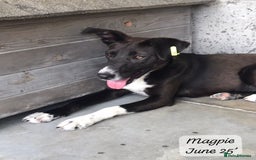 Mixed Breed dogs for adoption: Magpie- beautiful 1 year old- Reserved stc. in Brixham - Image 18