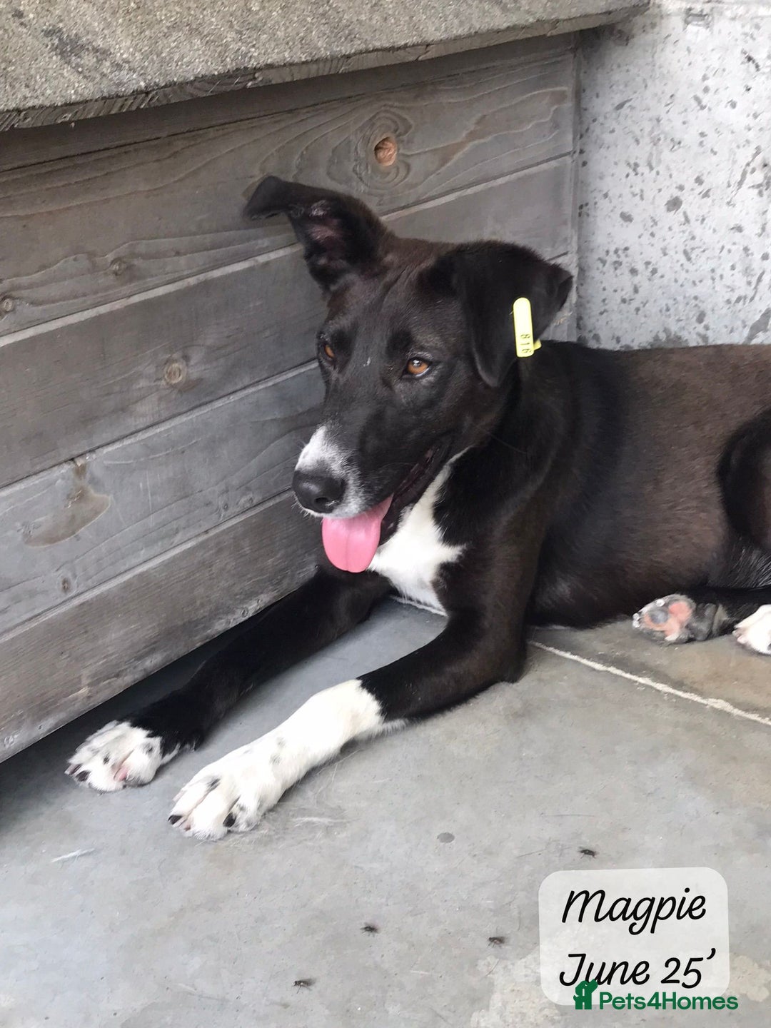 Mixed Breed dogs for adoption: Magpie- beautiful 1 year old- Reserved stc. in Brixham - Image 18