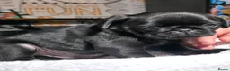 Pug dogs for sale: 5 Fluffy Panda/Black Pug Boys Await Loving Homes in Chester - Advert 23