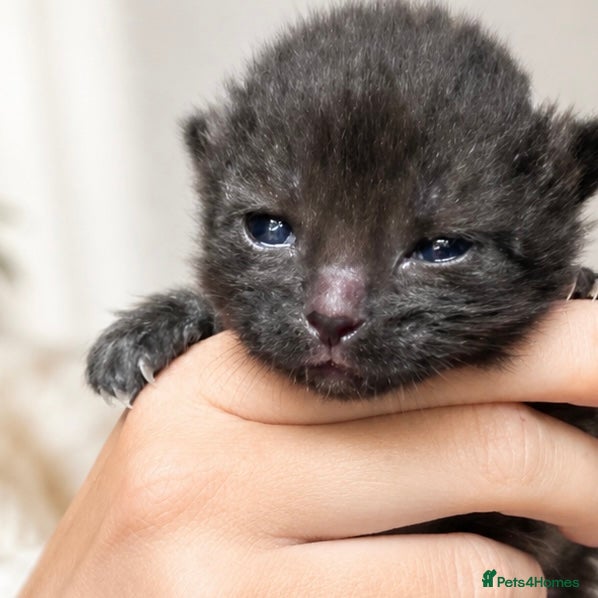 Mixed Breed cats Bluey ❤️ - Advert 11
